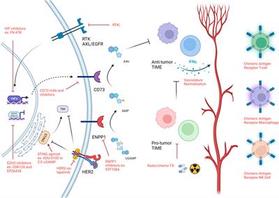 Frontiers | Tailoring therapies to counter the divergent immune